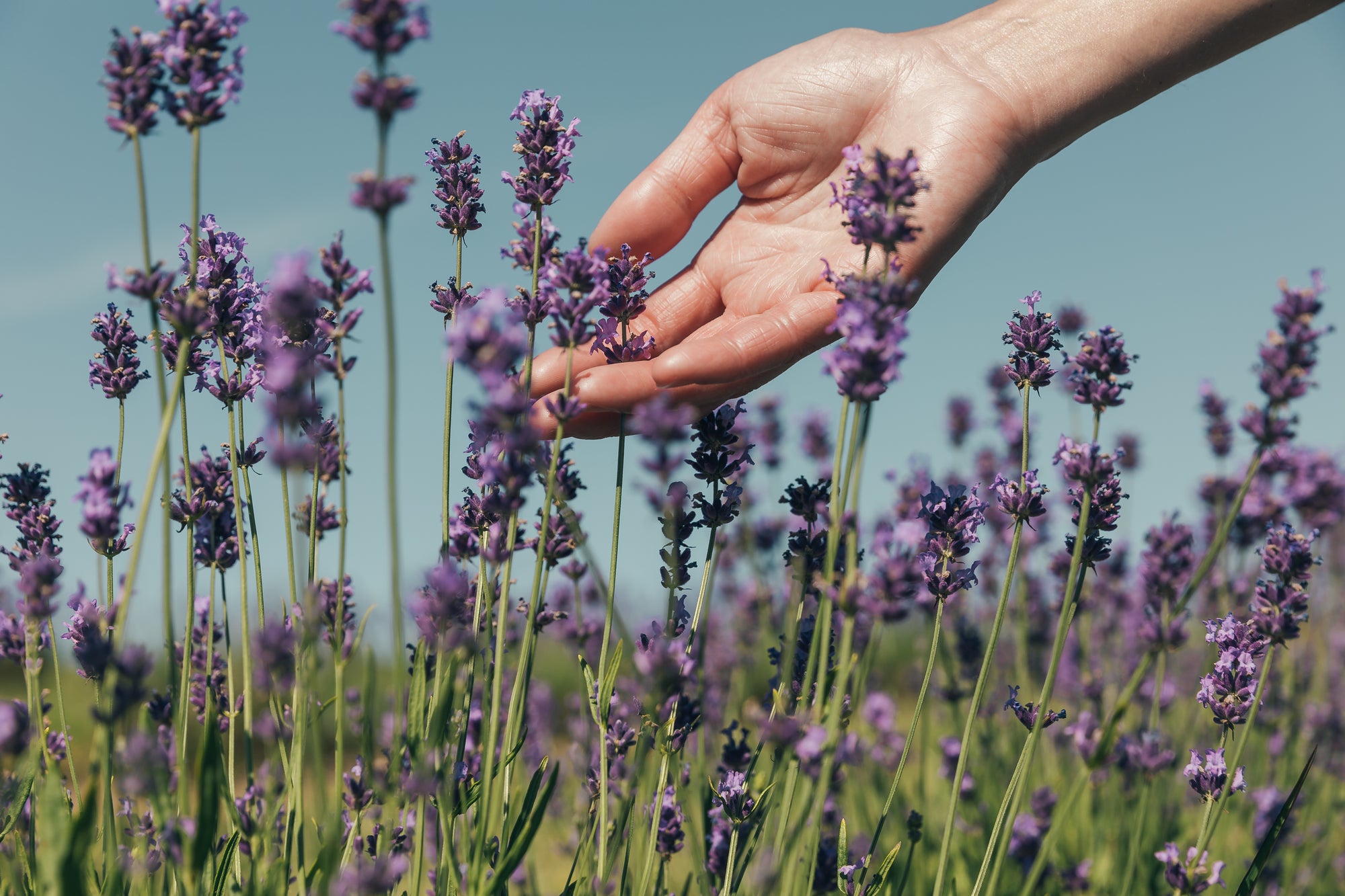 Hand gently touching a lavender flower in a field of blooming lavender plants