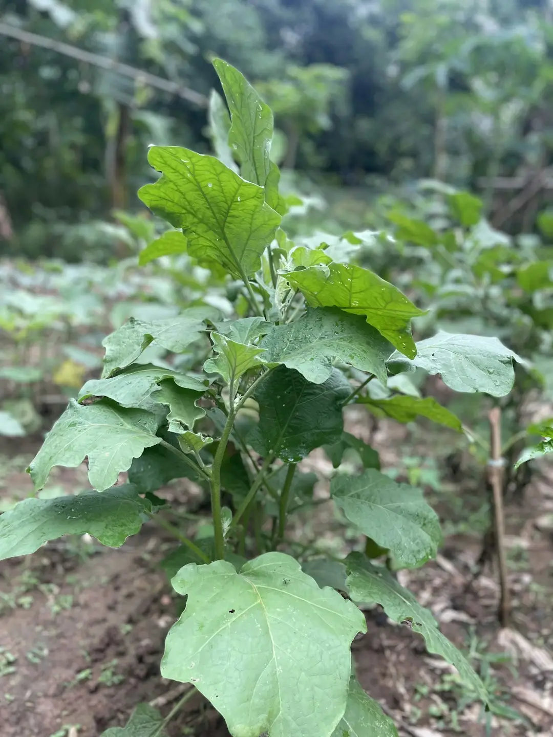 The Powerful Benefits of Adding Vitamins to Your Skincare Routine